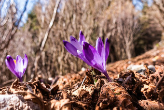 视图盛开的春天花番红花属日益增长的野生动物紫色的番红花属日益增长的