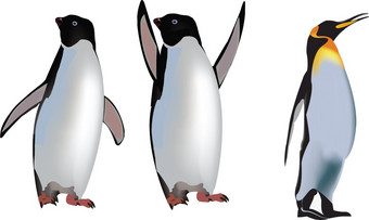 动物冷血动物企鹅极地鸟各种各样的位置动物极地鸟冷血动物企鹅