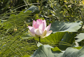 莲花<strong>花水</strong>生花的水域湖泊曼图亚意大利莲花<strong>花水</strong>生花的湖泊水域曼图亚