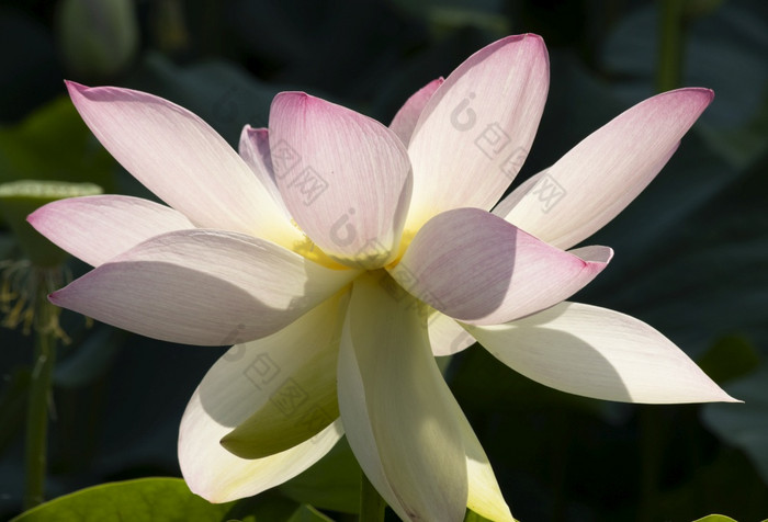 莲花花水生花的水域湖泊曼图亚意大利莲花花水生花的湖泊水域曼图亚