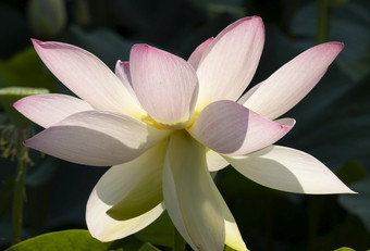 莲花花水生花的水域湖泊曼图亚意大利莲花花水生花的湖泊水域曼图亚