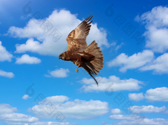 鸟猎物狩猎卑鄙的小人飞行的天空鸟猎物狩猎卑鄙的小人飞行的天空-