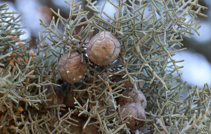 视锥细胞水果的意大利柏树树视锥细胞水果的意大利柏树树-