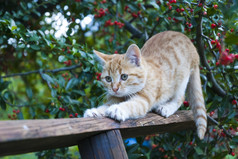 小小猫玩的植物