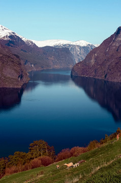美丽的挪威山景观与峡湾和羊春天