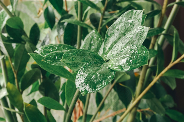 美丽的室内植物与水滴室内