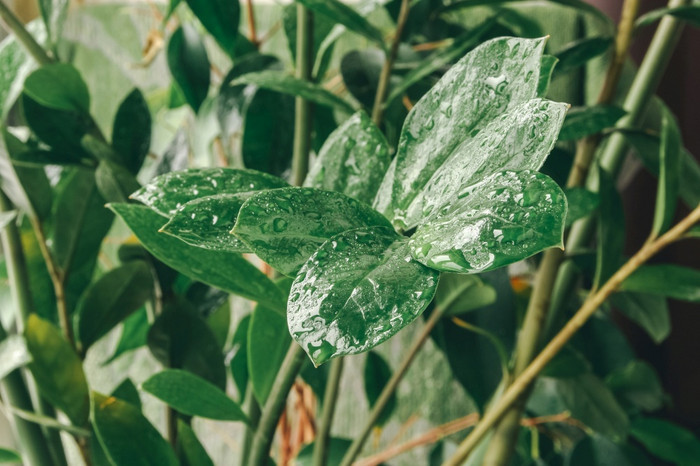 美丽的室内植物与水滴室内