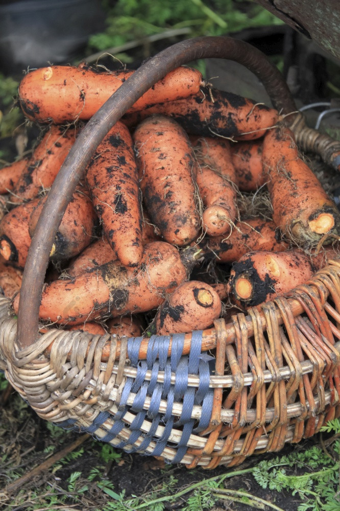 新鲜选未洗的胡萝卜篮子有机蔬菜收集的花园农业和农业