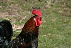 配置文件多色公鸡与红色的梳子农场院子里关闭农业和自然动物概念