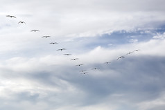 轮廓鸟飞行v形与多云的天空的背景
