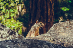 约塞米蒂国家公园加州美国