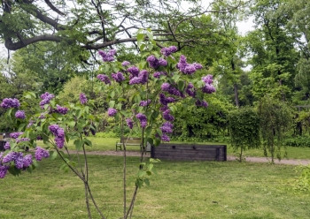 淡紫色布什布鲁姆淡紫色花的花园美丽的群淡紫色特写镜头