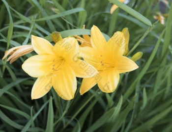 美丽的视图黄色的黄花菜花花园美丽的视图黄色的黄花菜花花园模糊背景