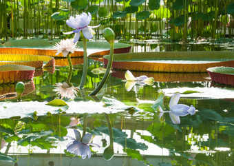 莲花花朵的温室的背景大维多利亚亚马逊百合盛开的莲花的池塘的背景的巨大的水莉莉维多利亚亚马逊
