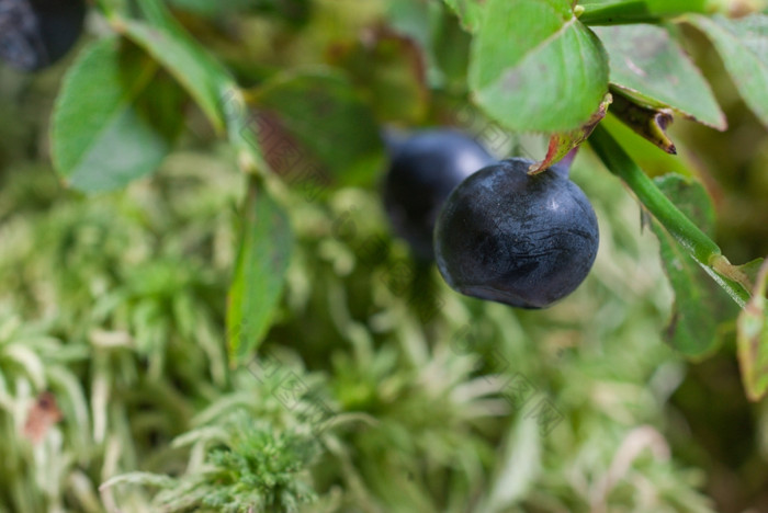 浆果成熟的野生蓝莓的布什特写镜头蓝莓为自然背景森林