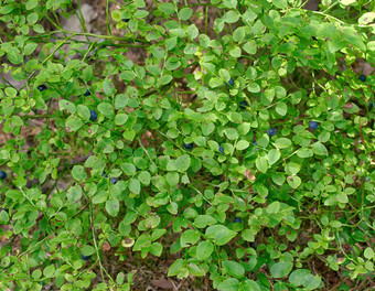成熟的森林蓝莓日益增长的<strong>布什</strong>的森林<strong>布什</strong>成熟的森林蓝莓阳光明媚的一天