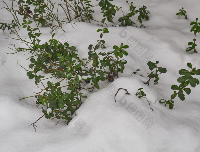 越橘灌木覆盖与的第一个雪第一个雪白雪覆盖的灌木越桔