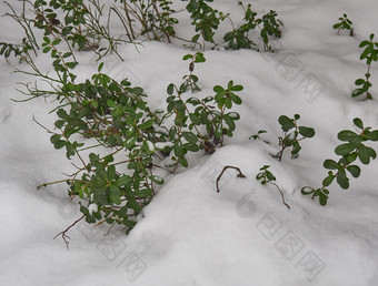 越橘灌木覆盖与的第一个雪第一个雪白雪覆盖的灌木越桔