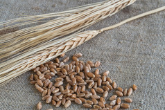 峰值小麦和玉米的表格