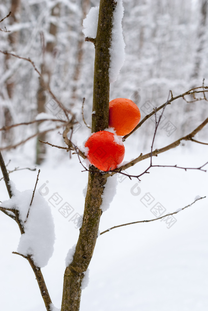 明亮的橙色官员白雪覆盖的分支的森林