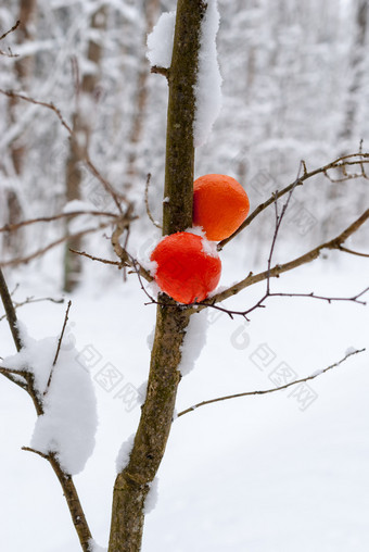 明<strong>亮</strong>的<strong>橙色</strong>官员白雪覆盖的分支的森林