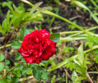 红色的玫瑰的花园后的雨盛开的红色的玫瑰后的雨