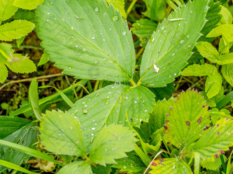 草莓叶与水后雨草莓叶子与滴水后的雨