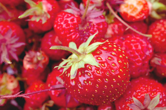 大浆果新鲜的<strong>草莓</strong>与<strong>叶子</strong>红色的新鲜的<strong>草莓</strong>特写镜头