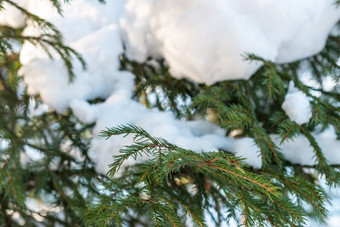 分支云杉树与白色雪冬天云杉树的霜