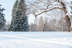 树的公园的森林冬天雪