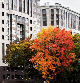 橙色系秋天树对的背景现代建筑