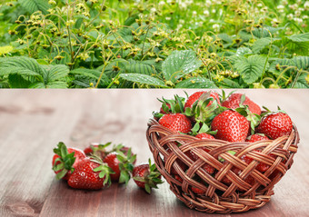 散射草莓木表格和篮子草莓的背景灌木成熟草莓草莓木表格和篮子草莓