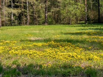 森林快乐与黄色的蒲公英黄色的蒲公英是盛开的草地黄色的蒲公英是盛开的草地