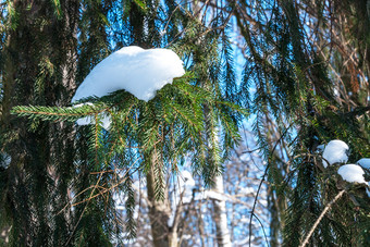 分支<strong>云杉</strong>树与白色雪冬天<strong>云杉</strong>树的霜