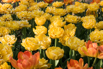 春天公园与盛开的黄色的郁金香日落黄色的郁金香的春天花园的射线的设置太阳