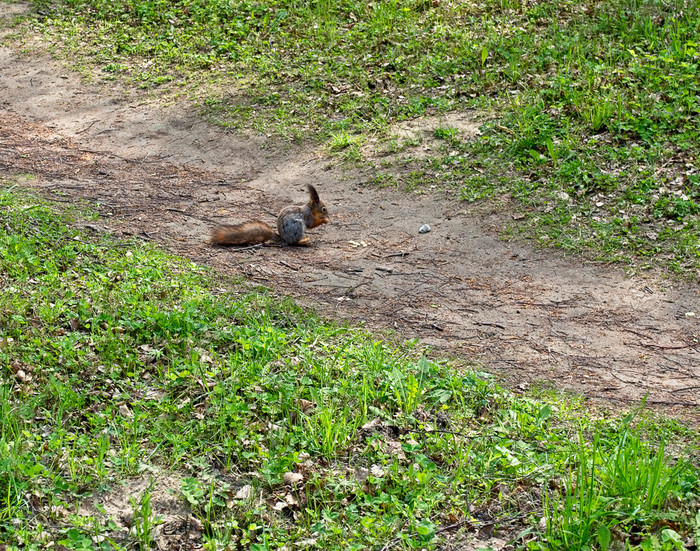 森林松鼠吃螺母松鼠的公园松鼠的公园