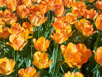 美丽的盛开的橙色郁金香花场<strong>橙红色</strong>郁金香的春天花园