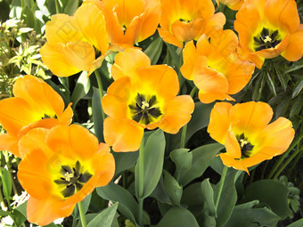 春天背景与美丽的橙色郁金香橙色郁金香花郁金香花园
