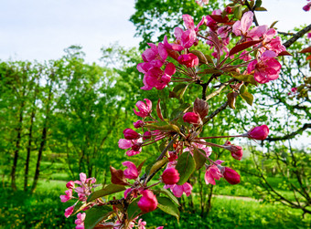 美丽的樱桃开花樱花春天时间盛开的粉红色的樱花分支机构
