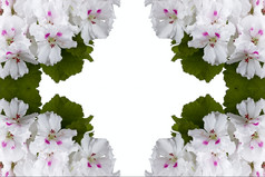 天竺葵花孤立的白色背景