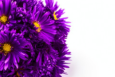 淡紫色菊花白色背景