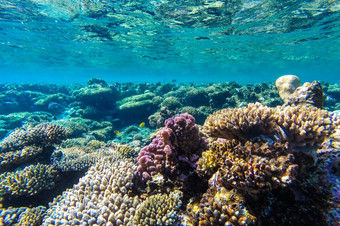 <strong>红色</strong>的海珊瑚礁与硬珊瑚鱼而且阳光明媚的<strong>天空</strong>闪亮的通过清洁水水下照片
