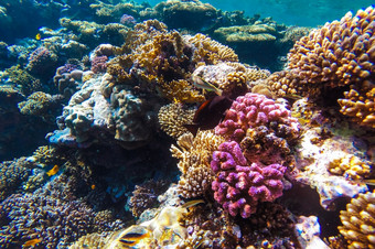 红色的海珊瑚礁与硬珊瑚鱼而且阳光明媚的天空闪亮的通过清洁水水下照片