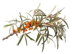 孤立的Seabuckthorn