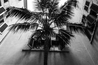 黑色的而且白色棕榈树西班牙语别墅院子里