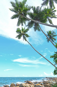 热带岩石海滩与椰子棕榈树桑迪海滩而且海洋坦加勒南部省斯里兰卡斯里兰卡亚洲