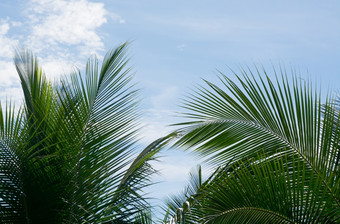 绿色椰子棕榈树叶子特写镜头蓝色的天空南部省斯里兰卡斯里兰卡亚洲
