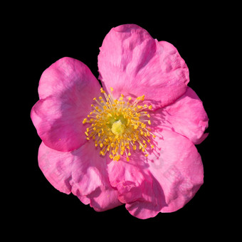 野生玫瑰粉红色的蔷薇属金属狗玫瑰特写镜头9月花园