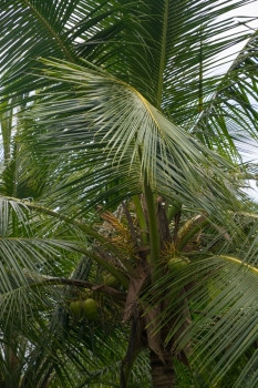 王<strong>椰子树椰子树</strong>特写镜头与水果南部省斯里兰卡斯里兰卡亚洲12月