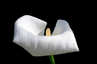 单白色马蹄莲花孤立的黑色的单白色马蹄莲花
